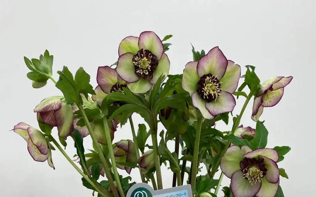 Lenten Rose