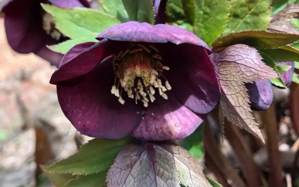 Lenten Rose