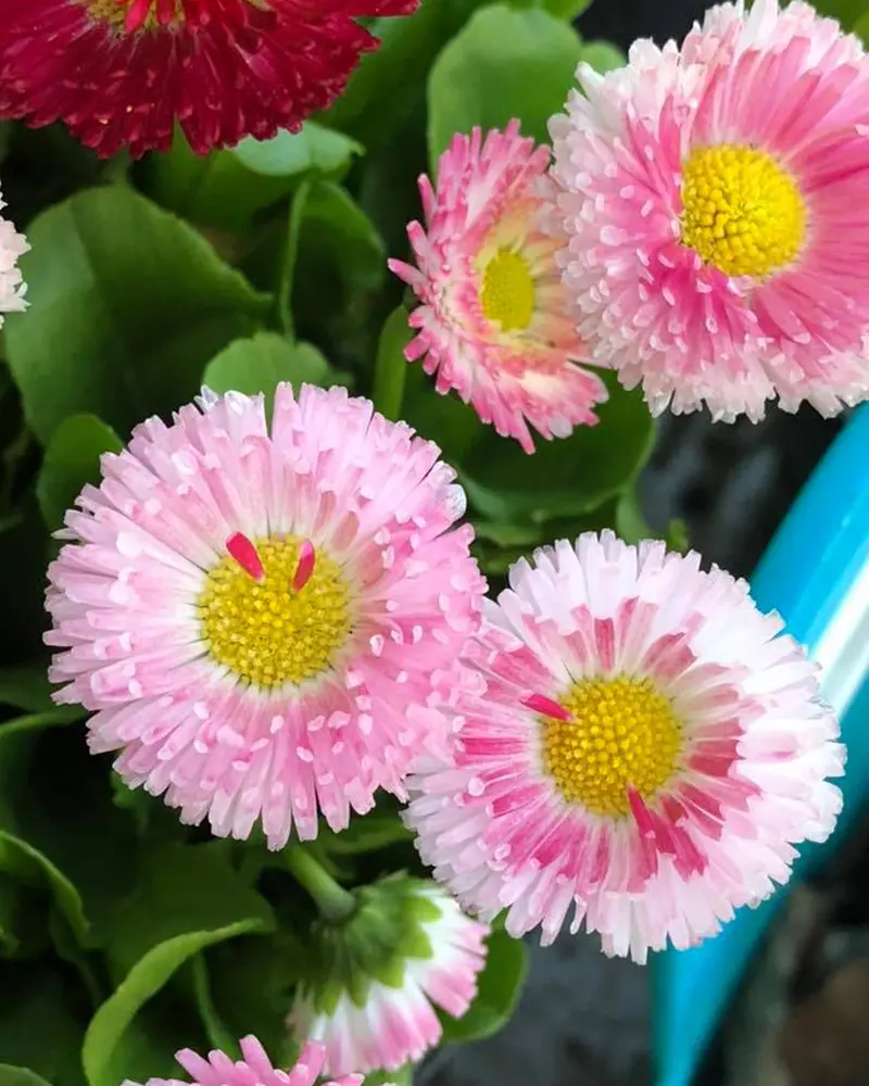 English Daisy