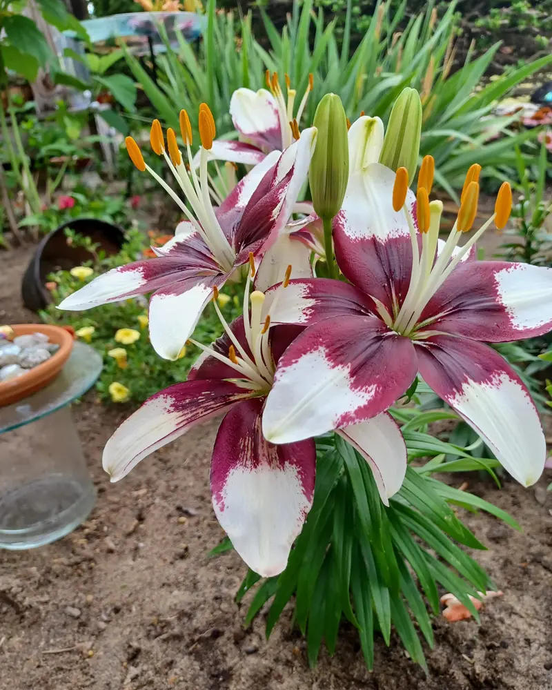 Lily Bulbs 