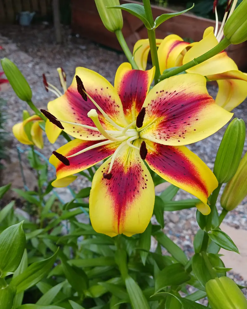 Lily Bulbs 