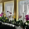 Orchids Indoors