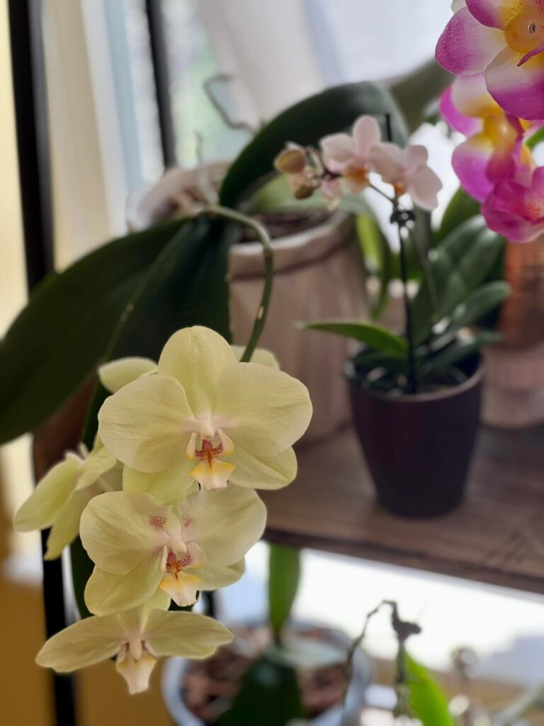 Orchids Indoors