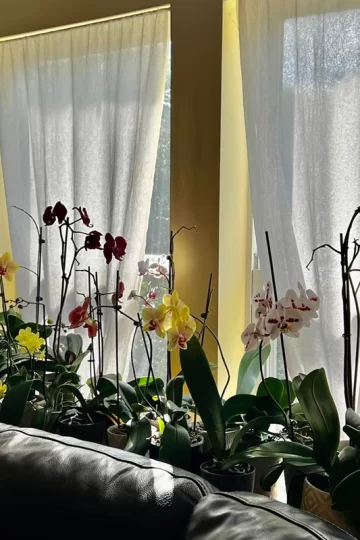 Orchids Indoors