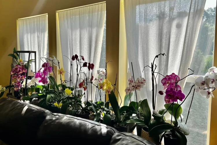 Orchids Indoors