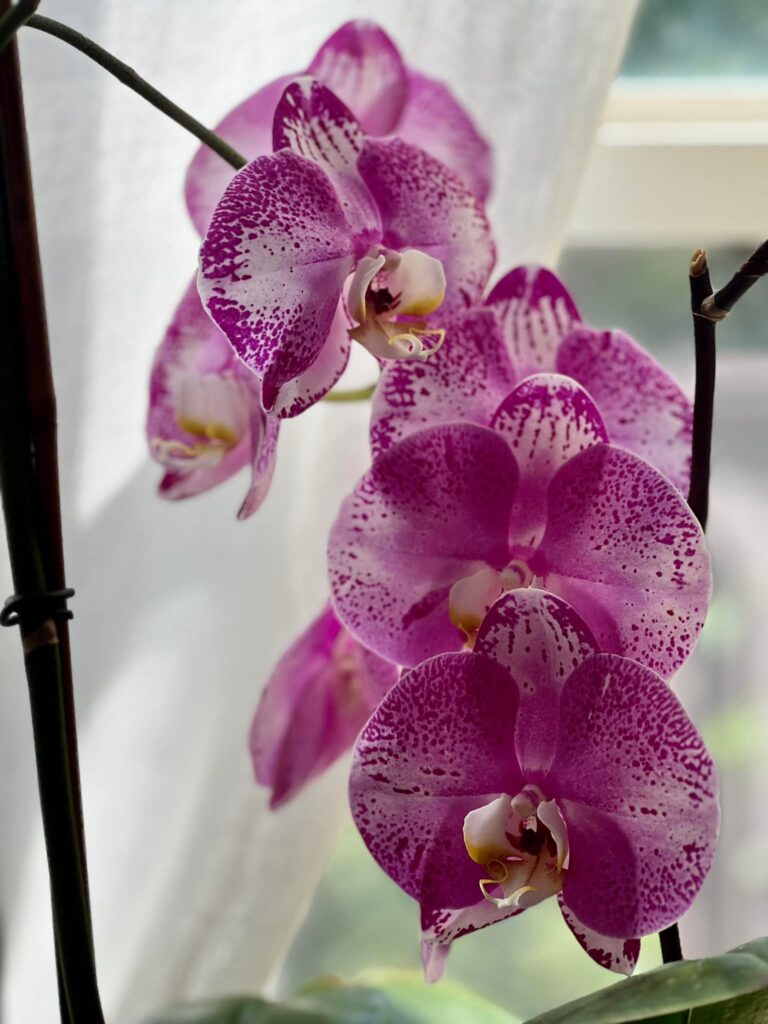 Orchids Indoors