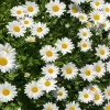 Shasta Daisies