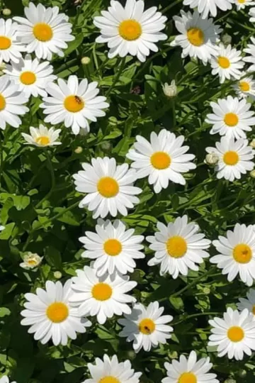 Shasta Daisies