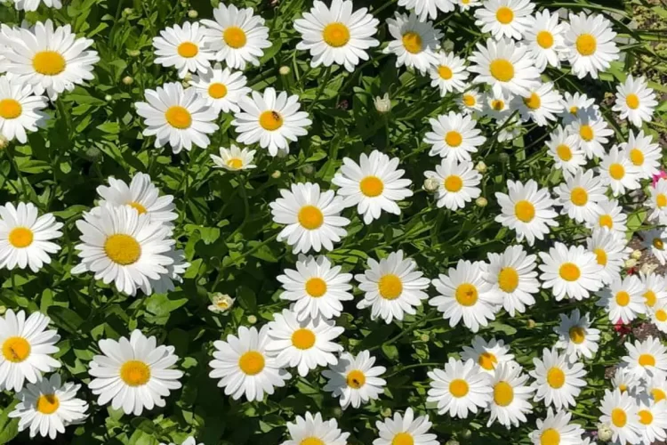 Shasta Daisies