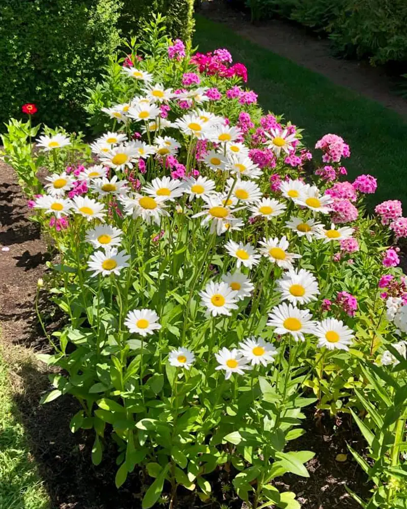 Shasta Daisies