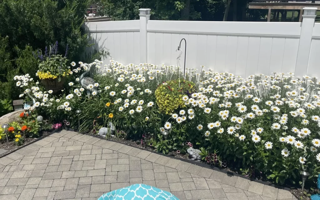 Shasta Daisies