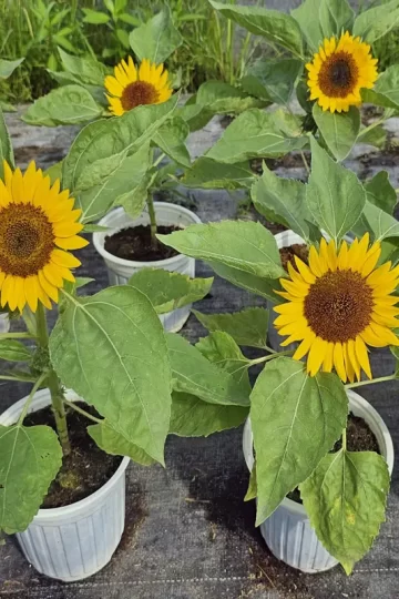 Sunflowers