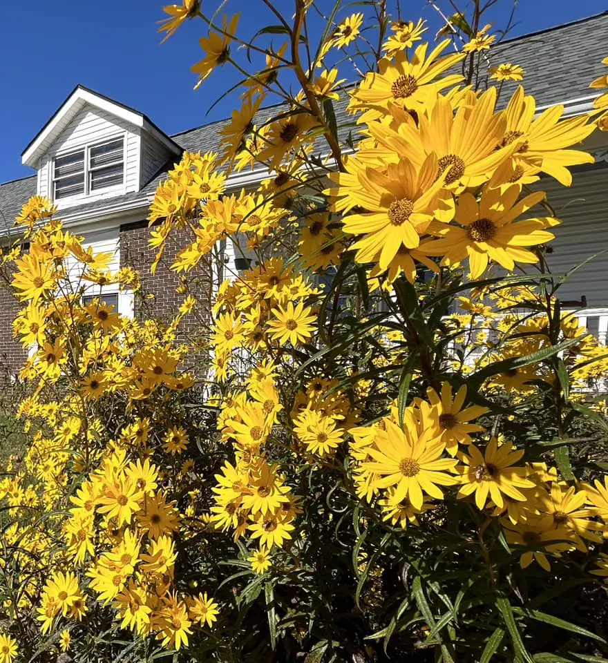 Sunflowers