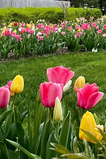 Tulips