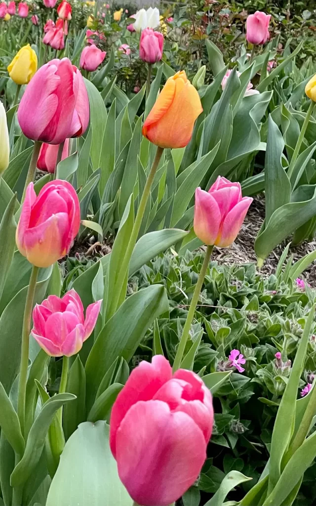 Tulips 