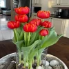 Tulips Indoors