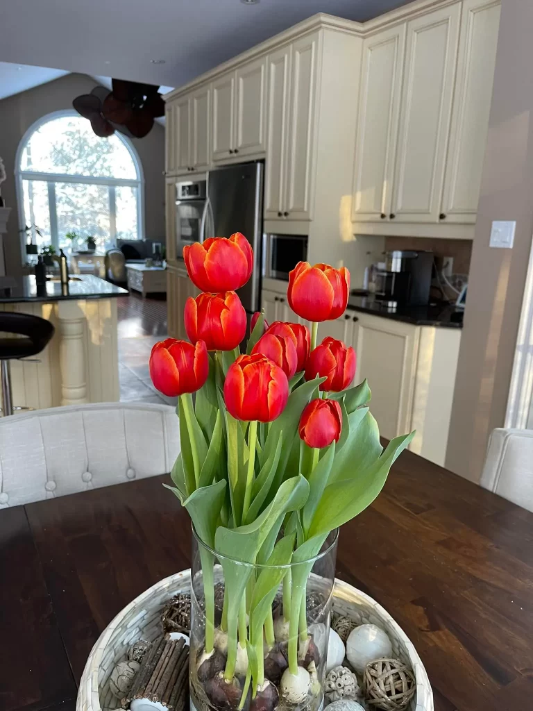 Tulips Indoors