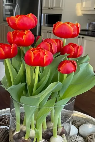 Tulips Indoors