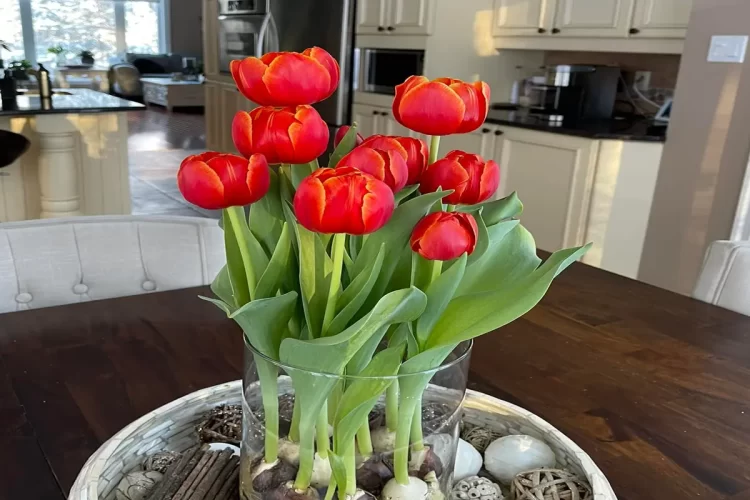 Tulips Indoors