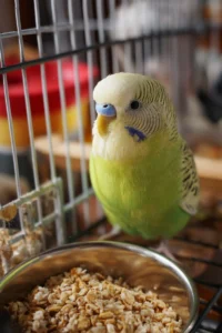 Oat Apple Bird Snacks Recipe